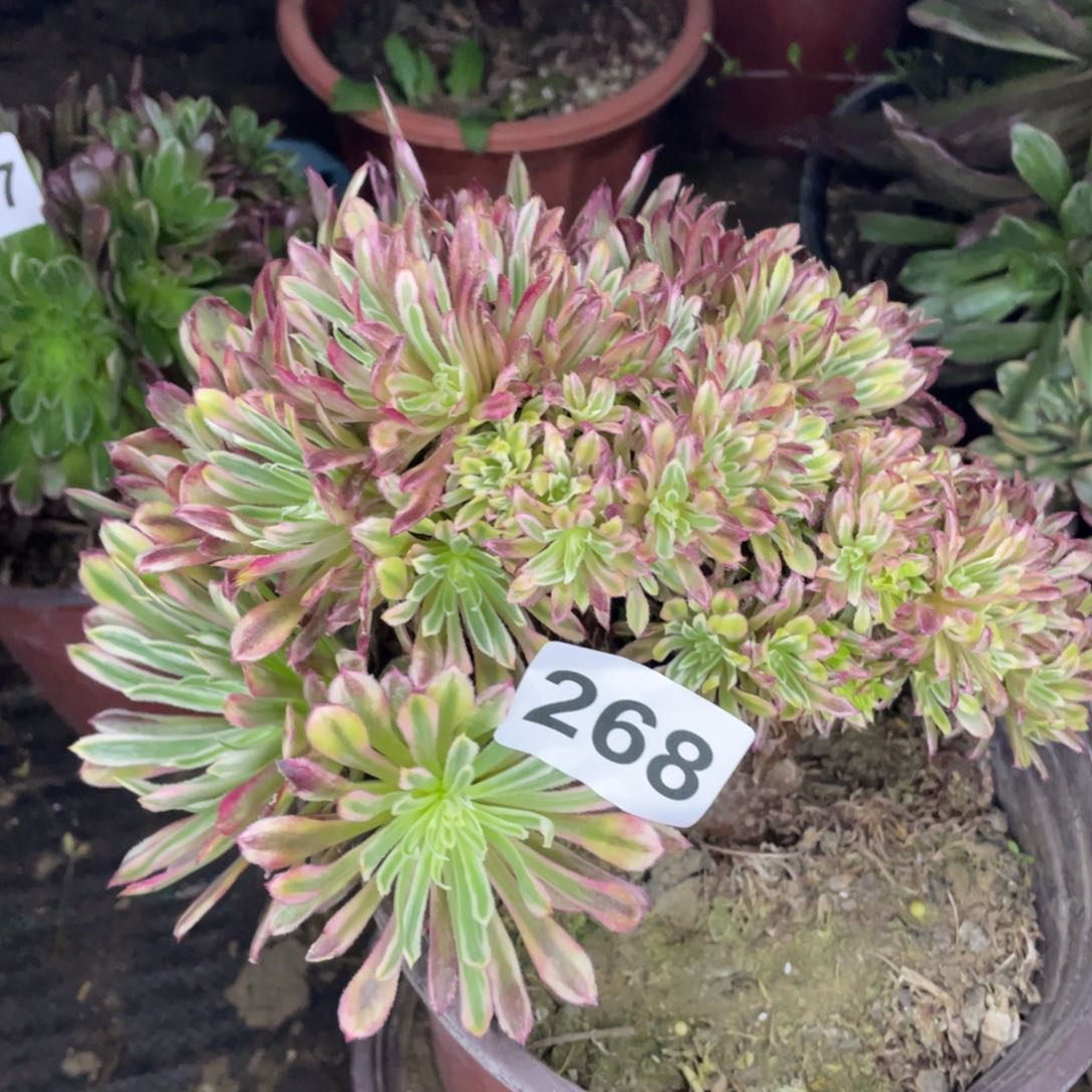 268号金丝菊朵朵醉