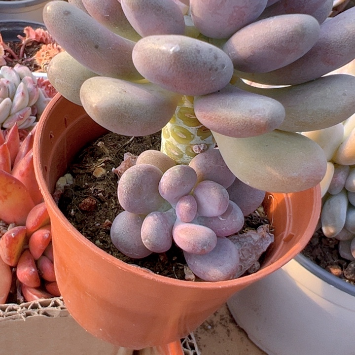 球美人【一物一拍】香尔卉园艺