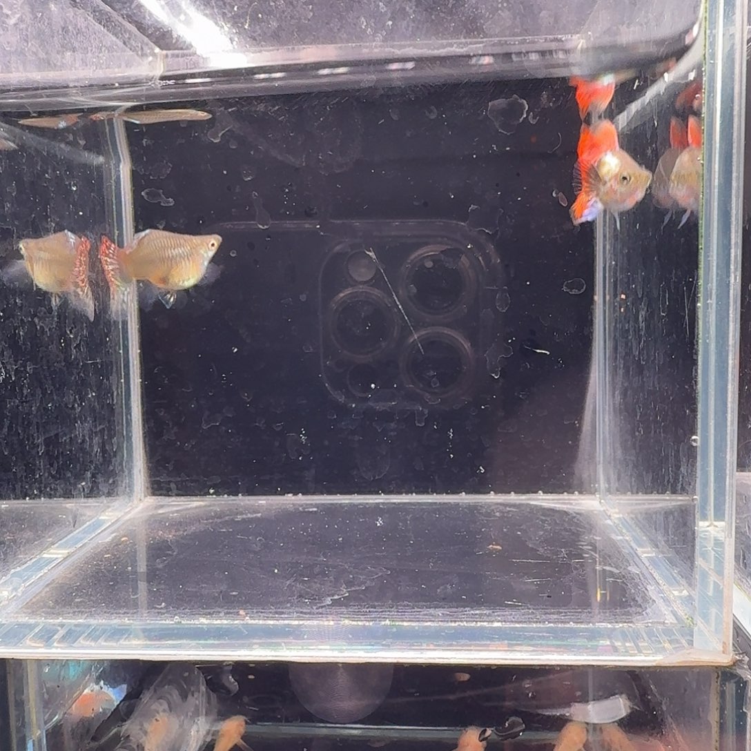 孔雀鱼七彩龙鳞球1对