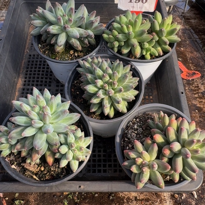 190多肉植物一物一拍