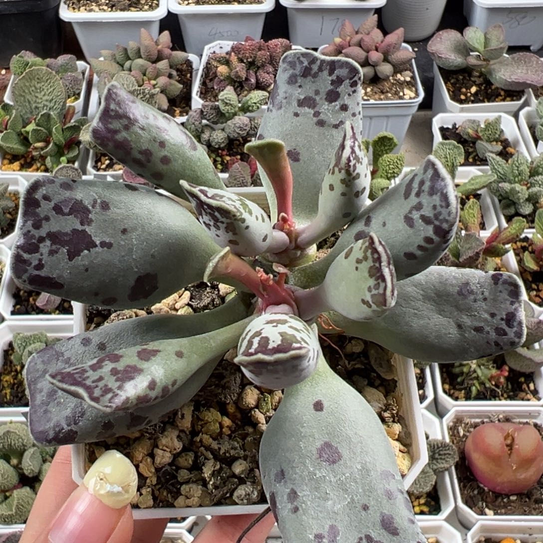 猫耳海豹单头纯木质桩多肉植物