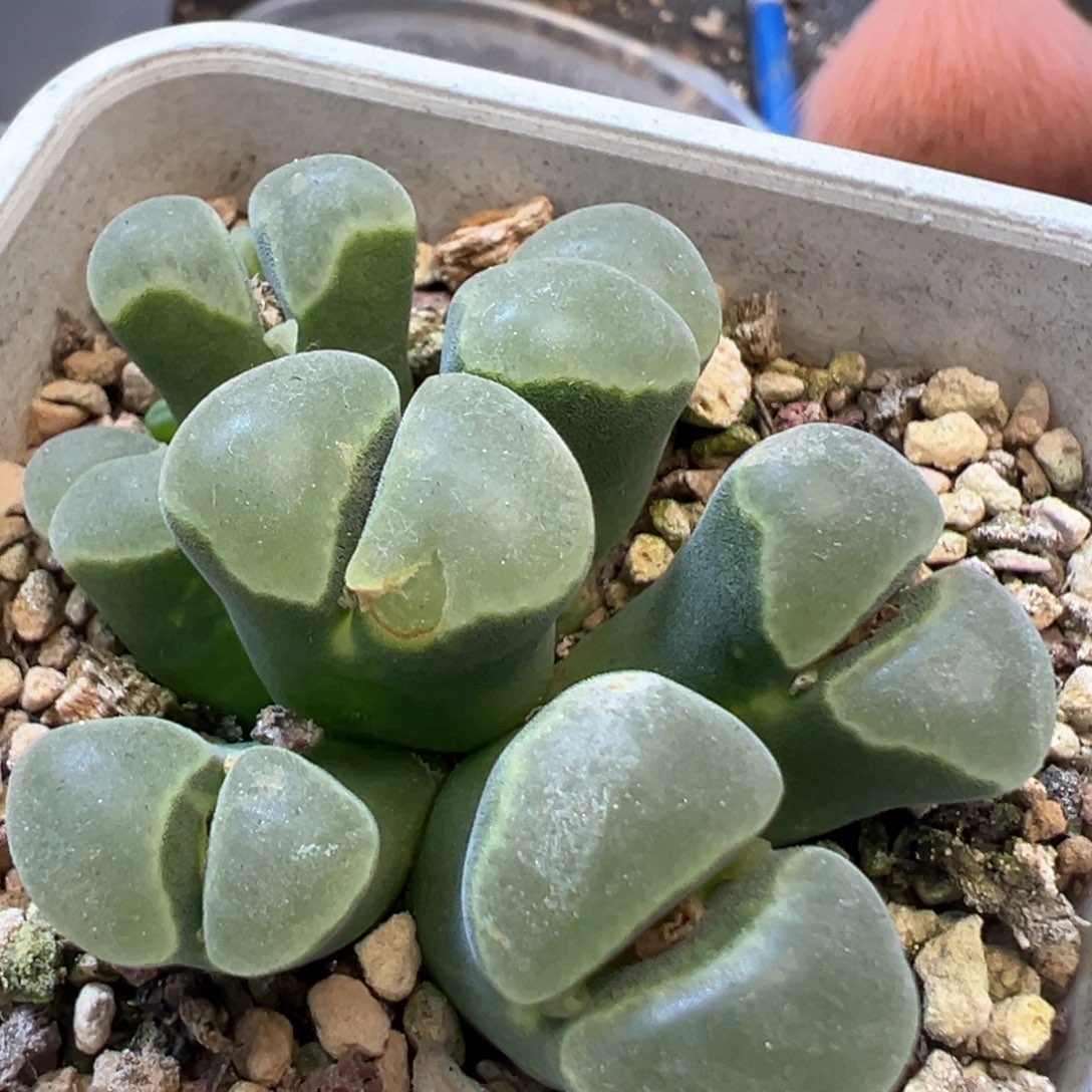 绿体白窗 2151 肉锥植物