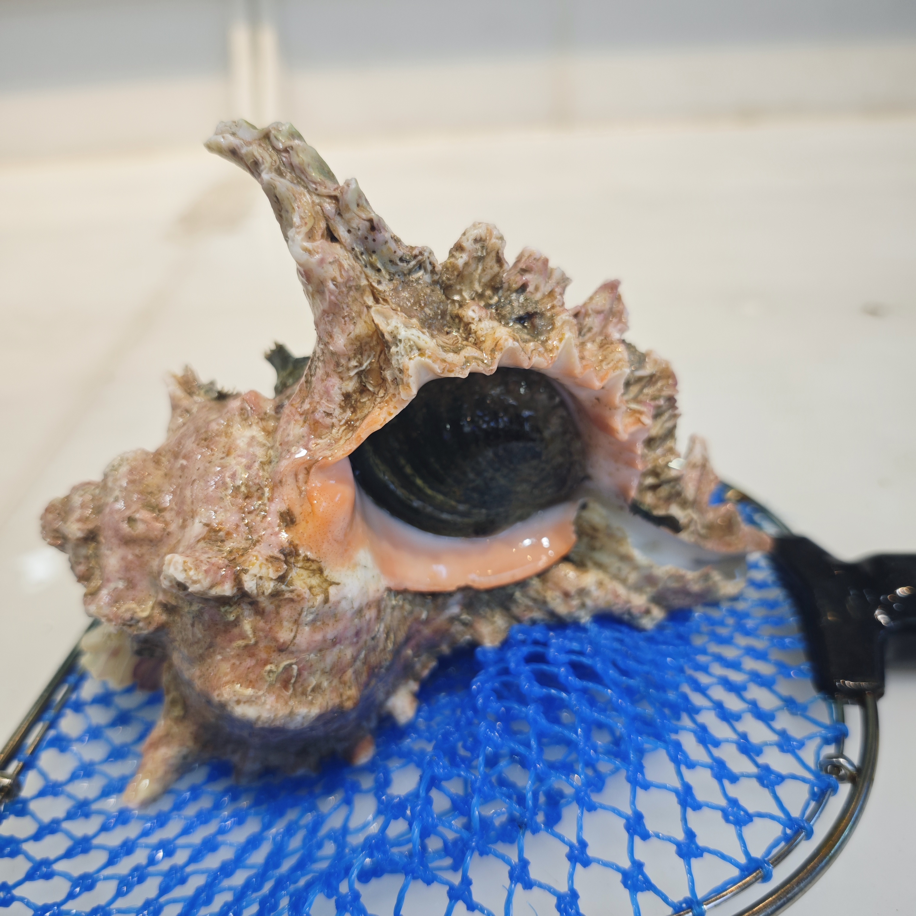 鲜活老虎螺 新鲜海螺