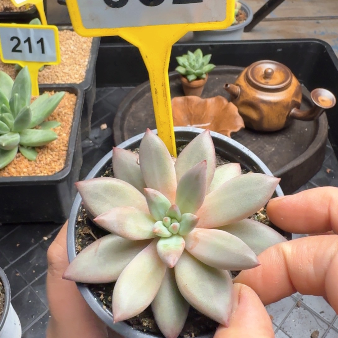 虞美人多肉植物952