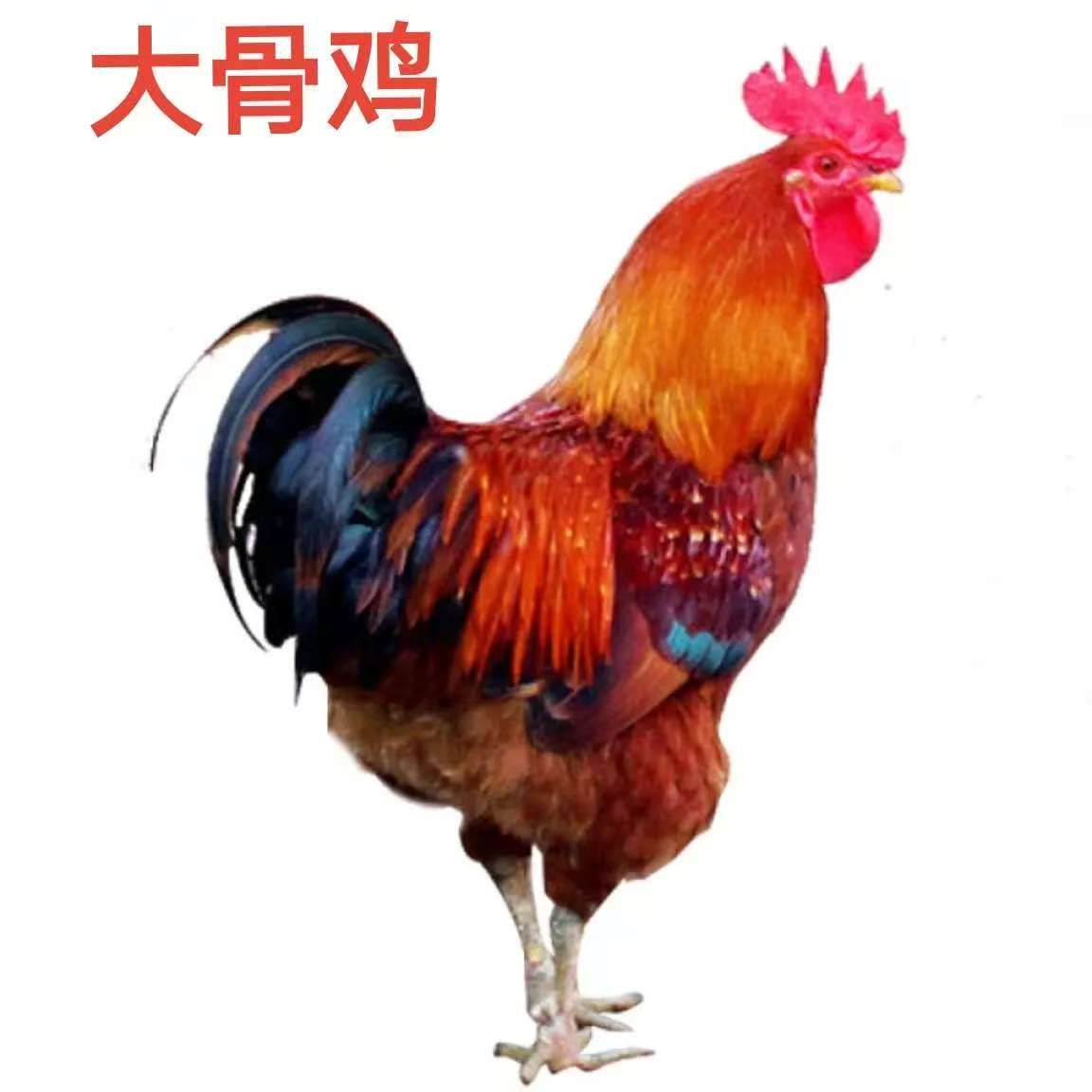 庄河村民散养庄河大骨鸡公鸡生长周期7个月以上