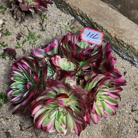 倾城老桩多头法师14链接