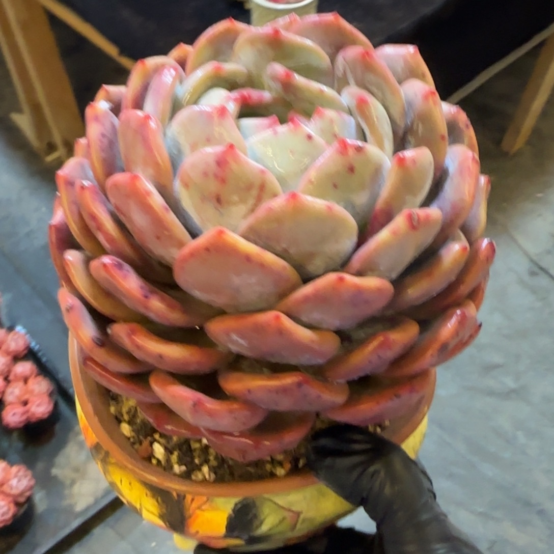 韩版韩橙2颗100包邮