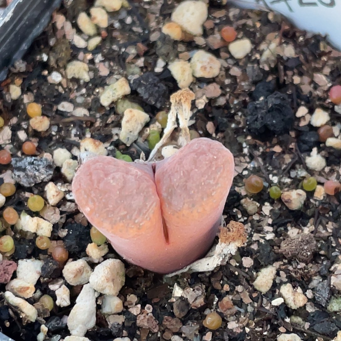 25-143红风铃多肉植物