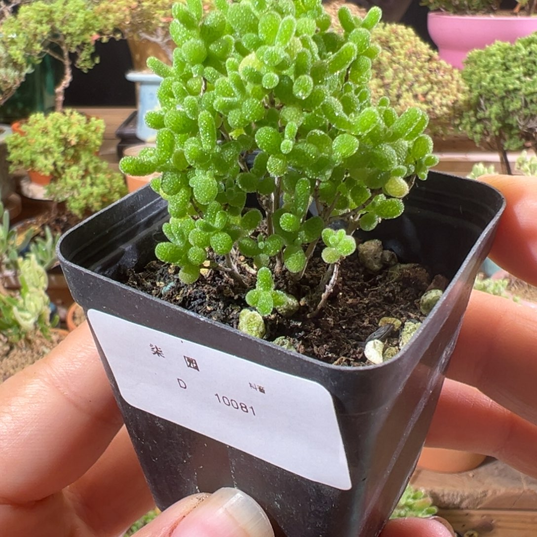 10081蜜橘5.5杯小精致