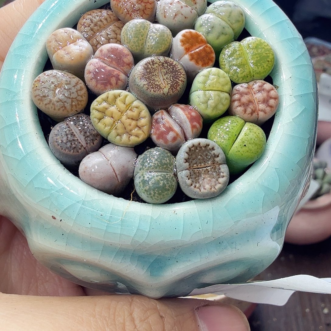 多肉植物福利冲冲啊640