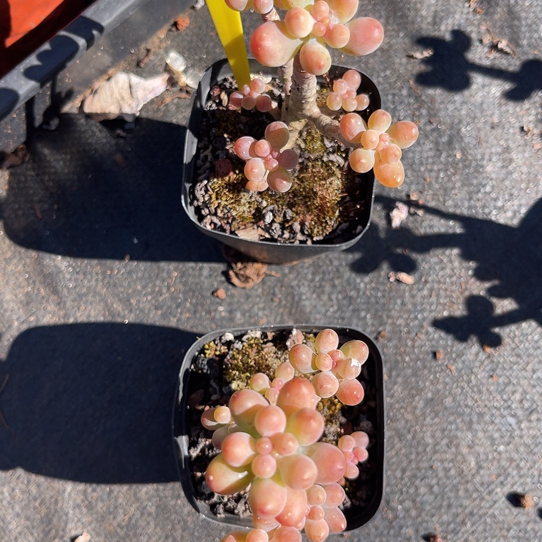 云尘多肉一物一拍 1191,