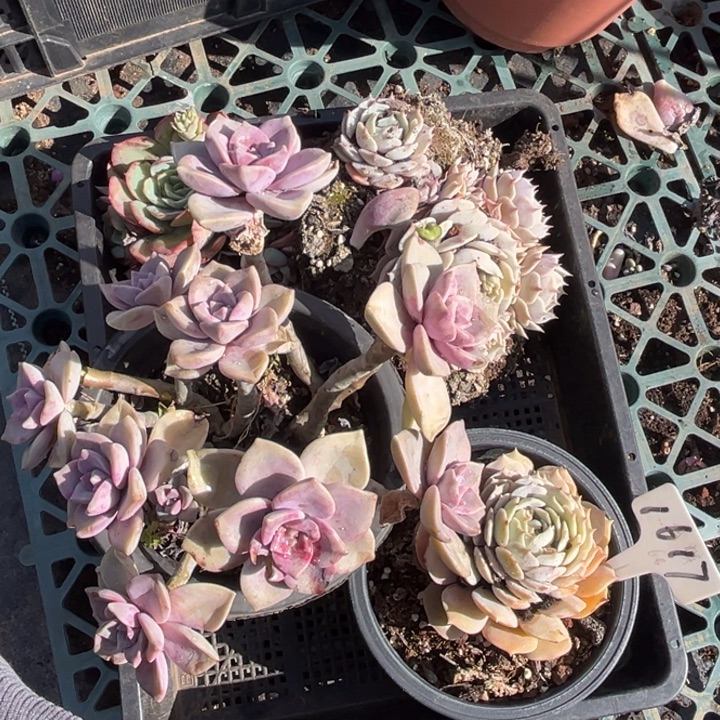 1617多肉4598.00000000000