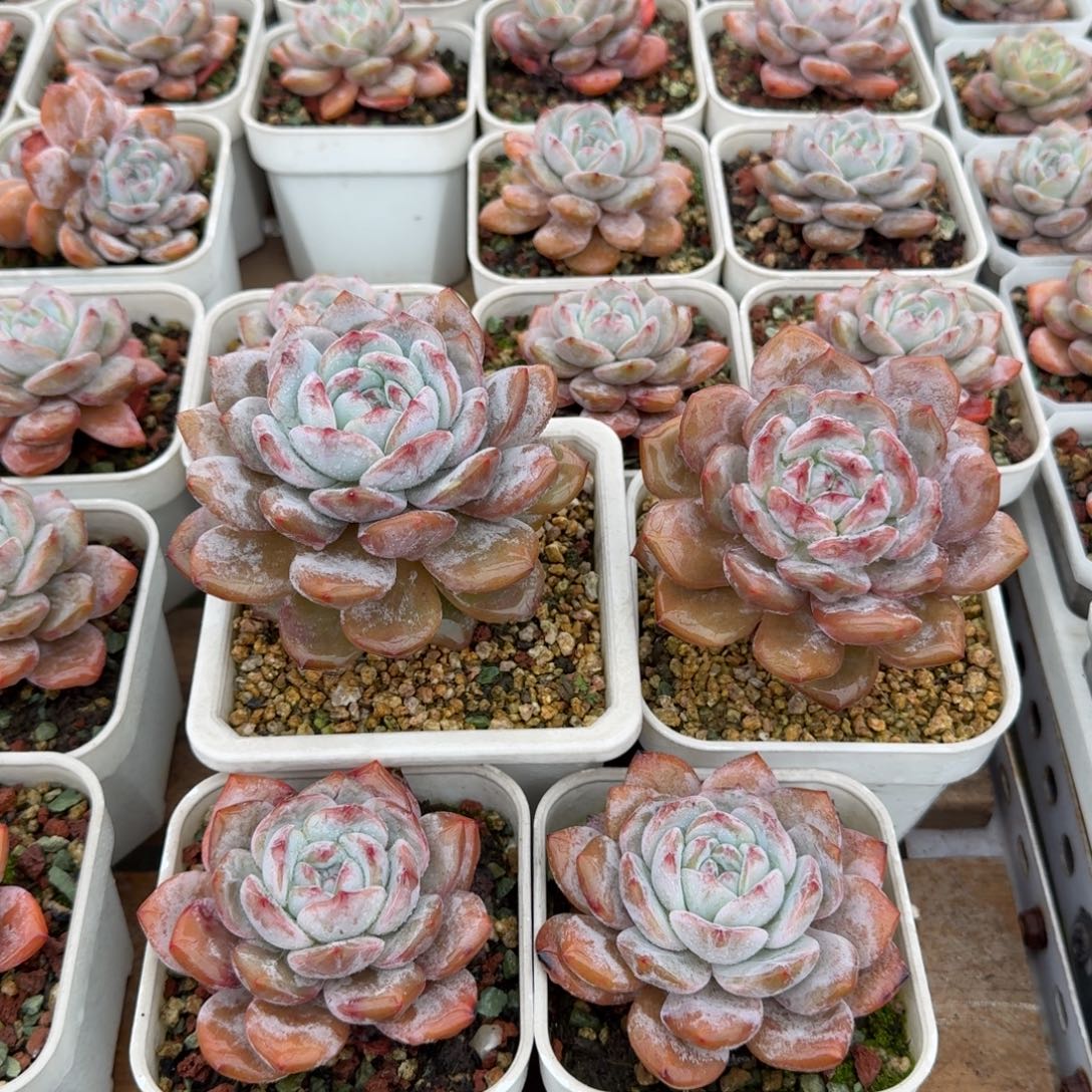 哥哥哥哥哈哈抱抱你