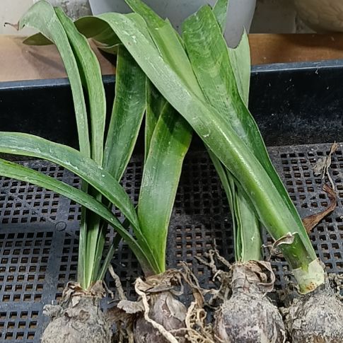 无花朵孤宝3-4发一个