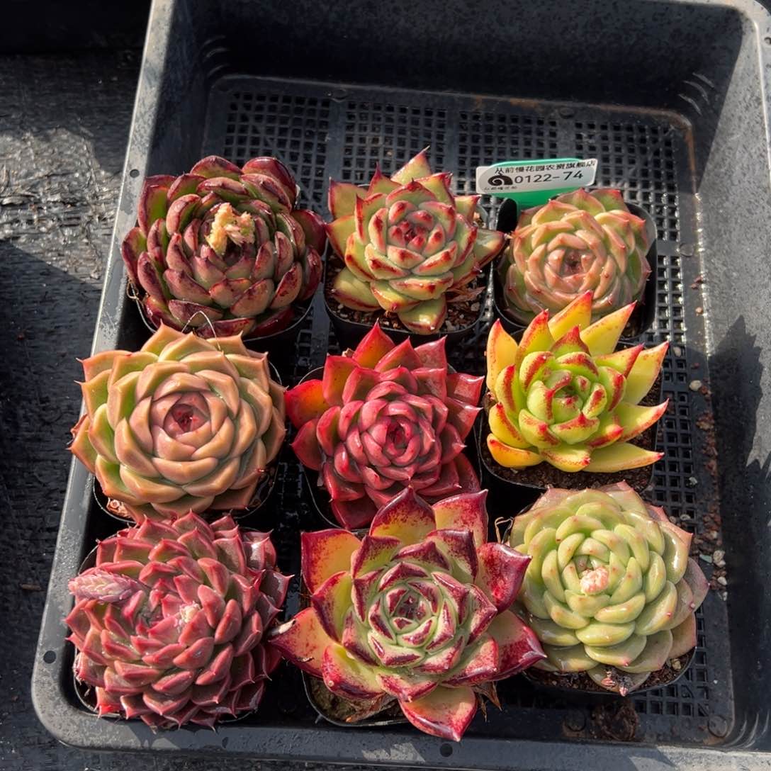 从前慢多肉精选编号0122.74