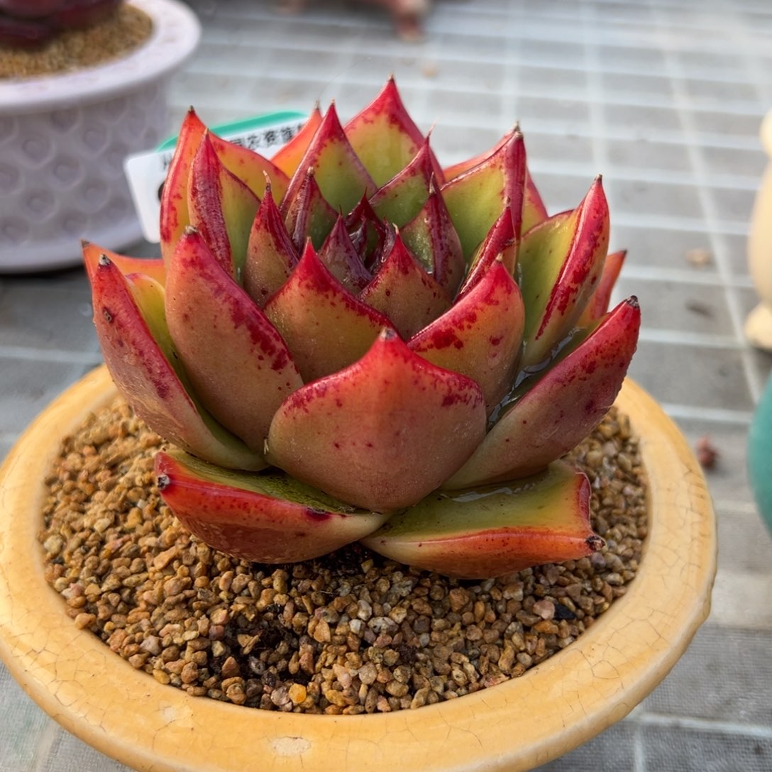 从前慢多肉精选编号0209.23