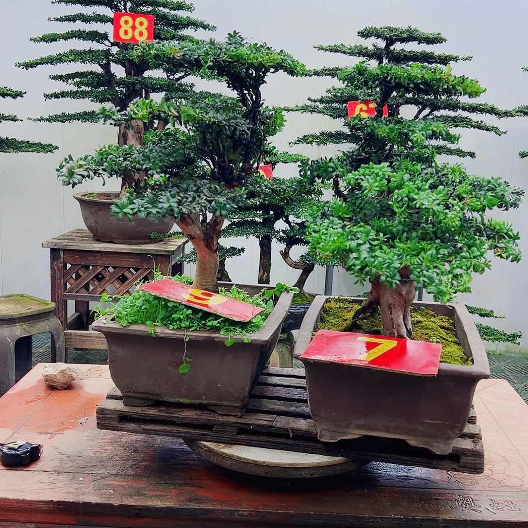 不开花植物罗汉松