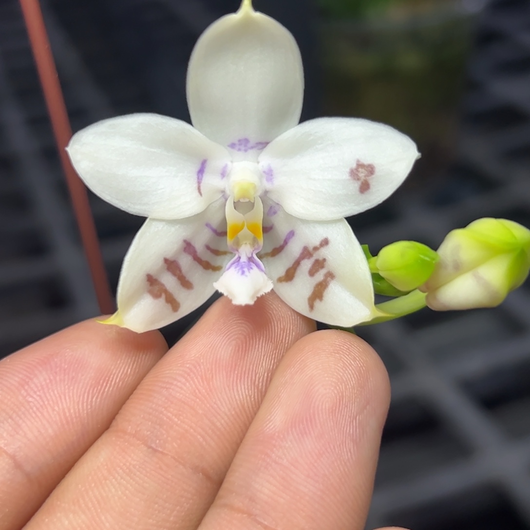 完全开放l230柳林3715双色条纹