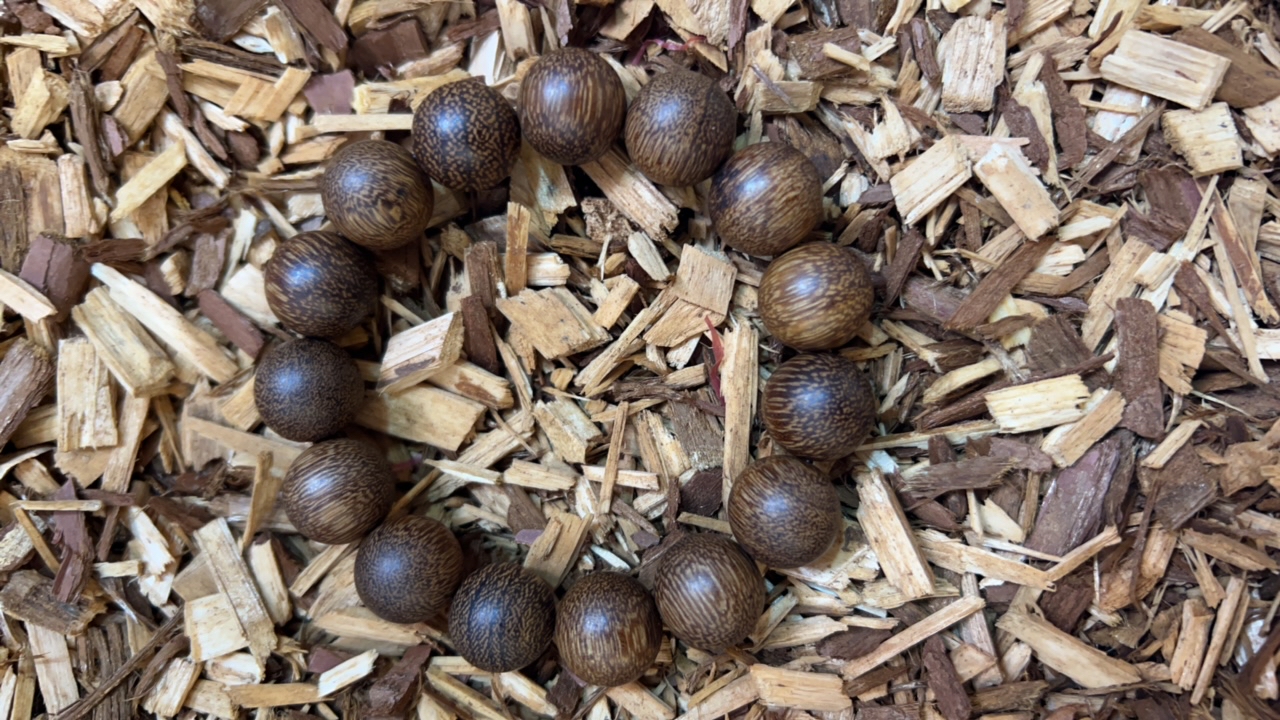 沉香x184 福莱精选高端文玩