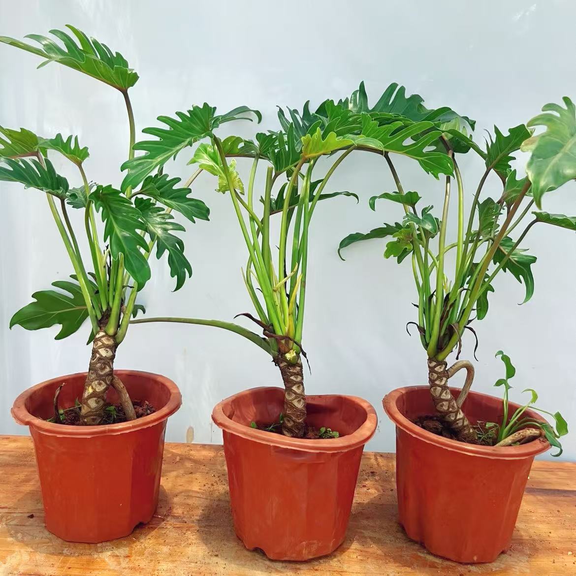龙鳞春羽小天使绿植盆栽室内外种植净化空气耐阴好养活