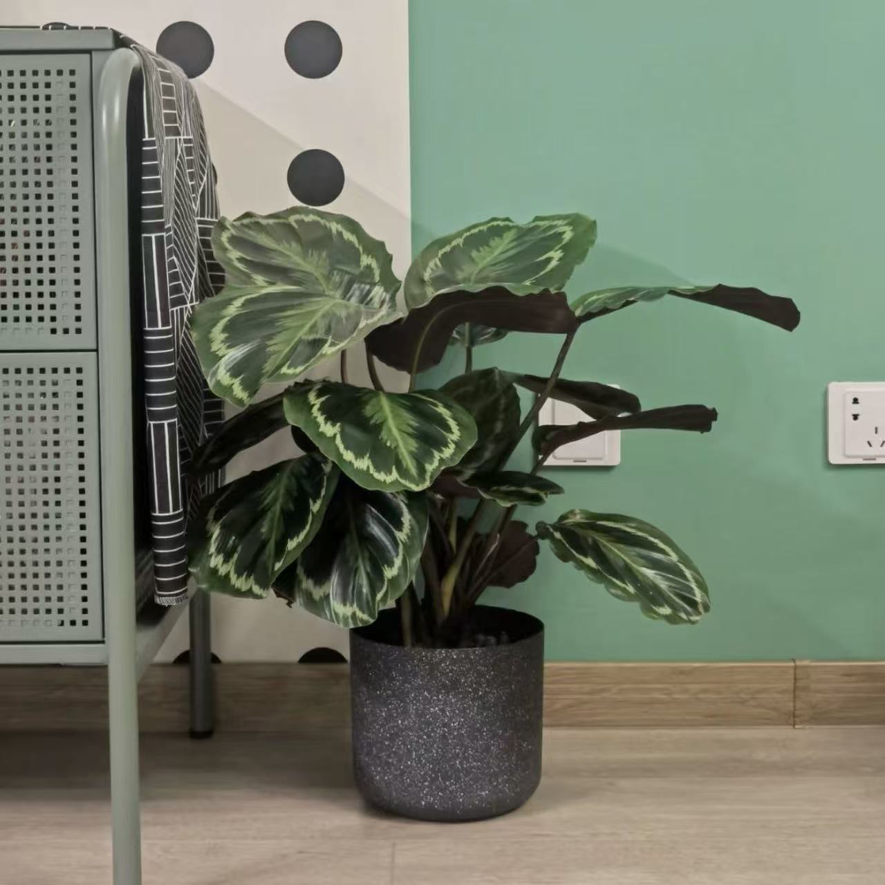 【李先生】彩虹竹芋~室内观赏绿植颜值超高（直播间展示为准）