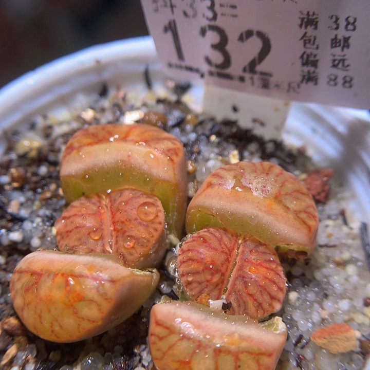 精品生石花33.132