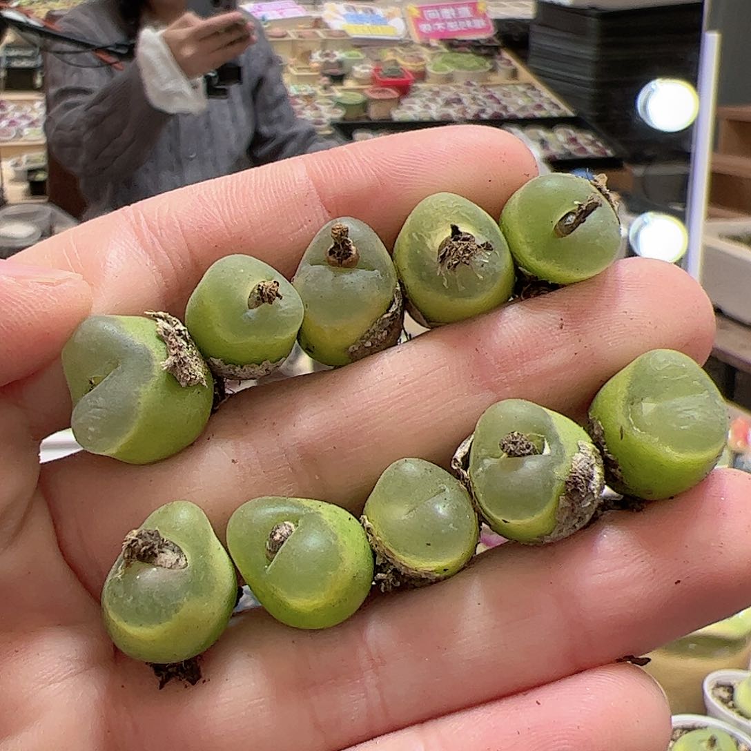 【闪购商品】201 o泡