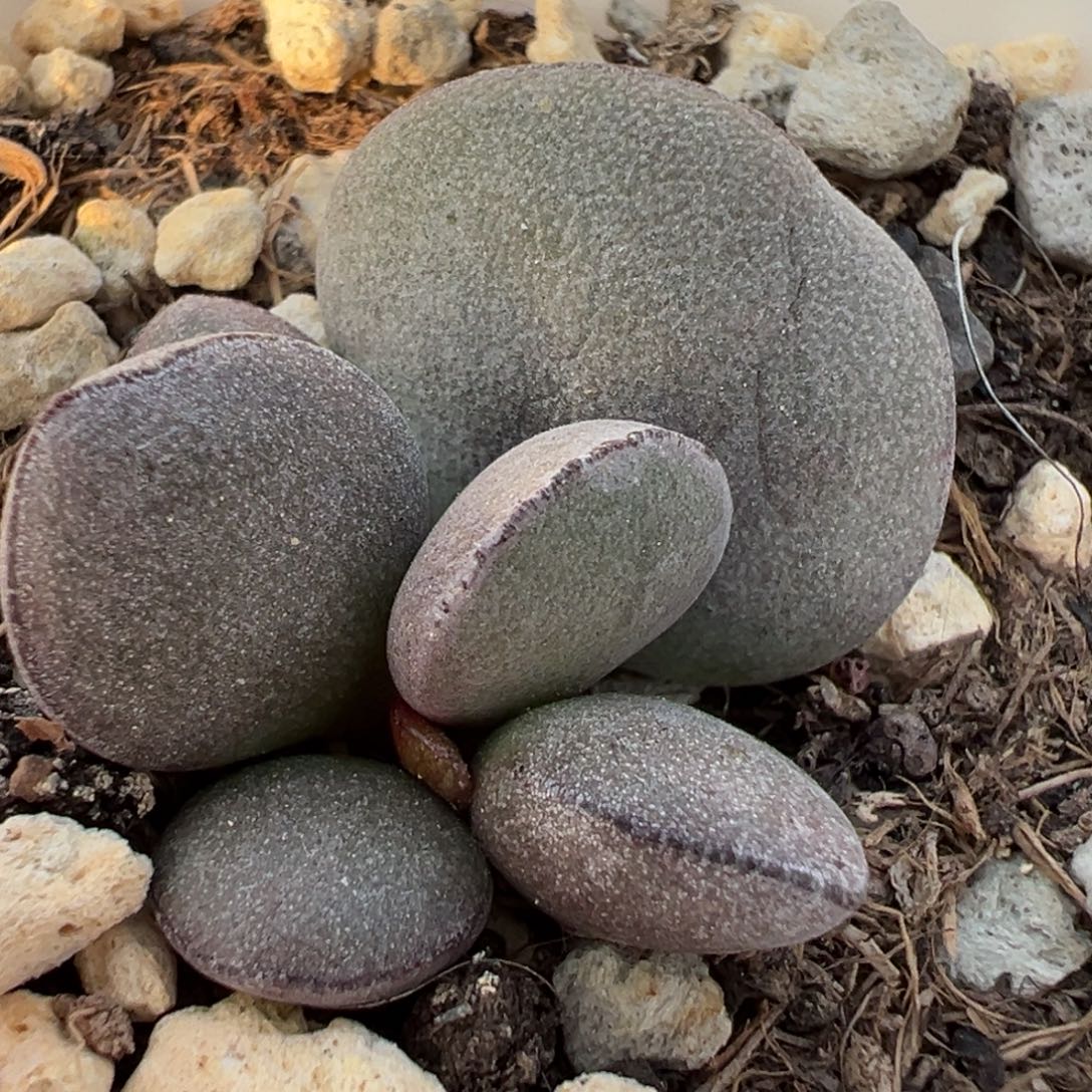 球球紫蛋大苗多肉植物水泡