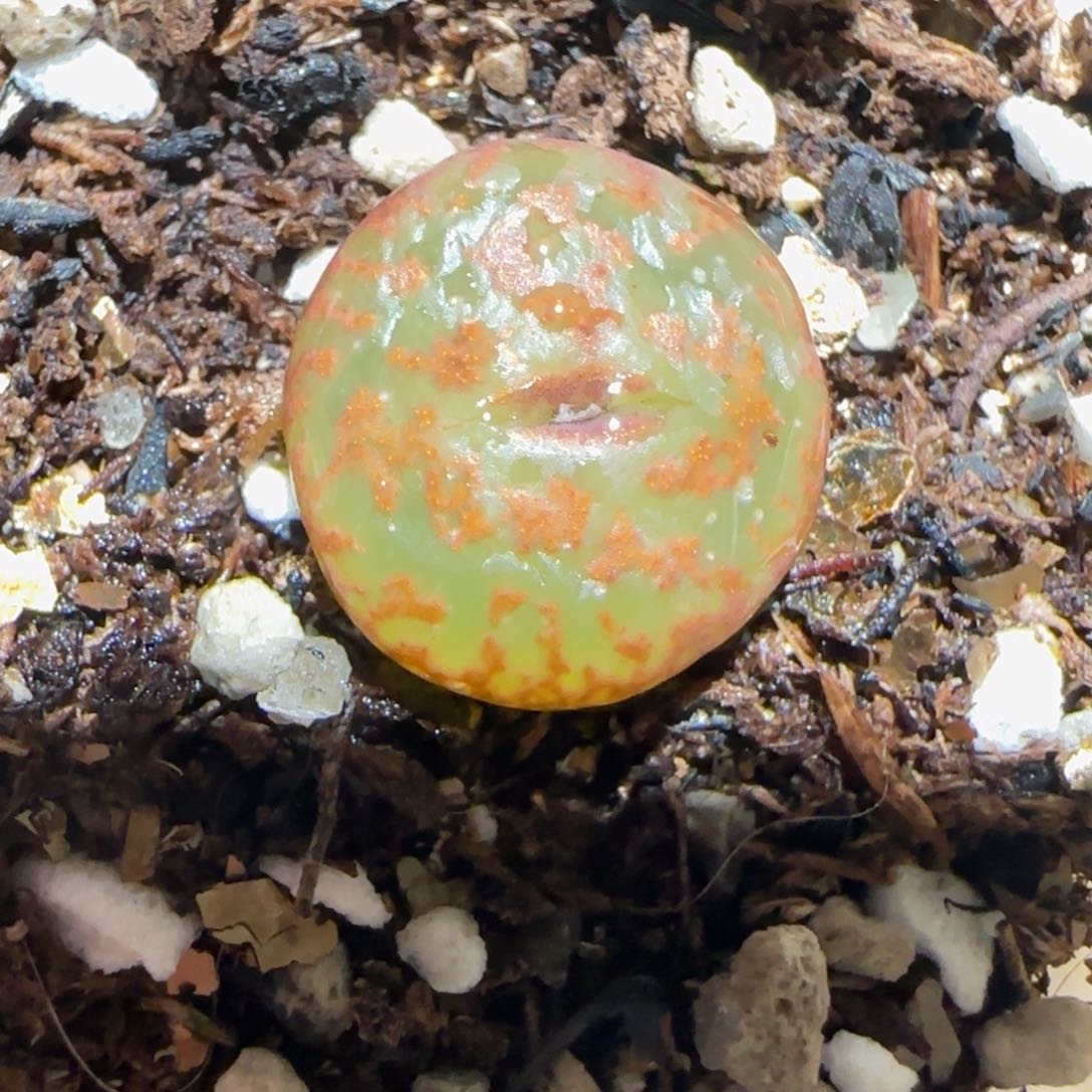 肉锥多肉植物百科-ap正红色酒红勋章1216