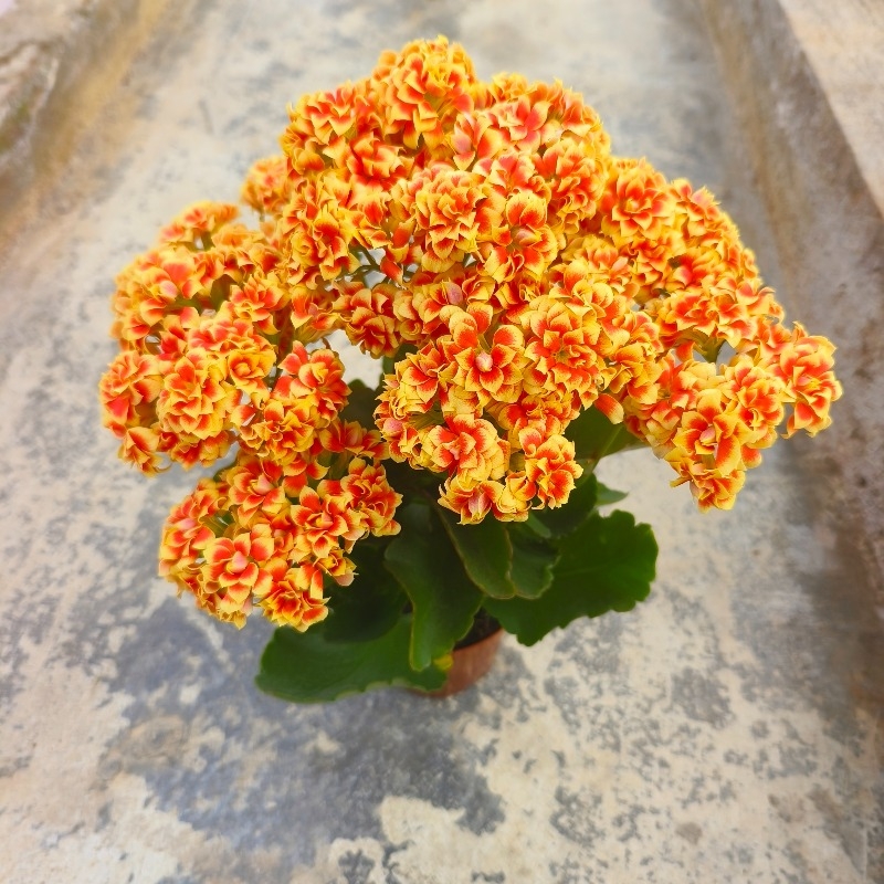 阳光女神  重瓣带花苞 120口径花盆