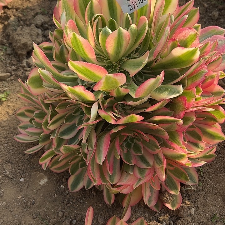 2.10-49女巫多肉植物4