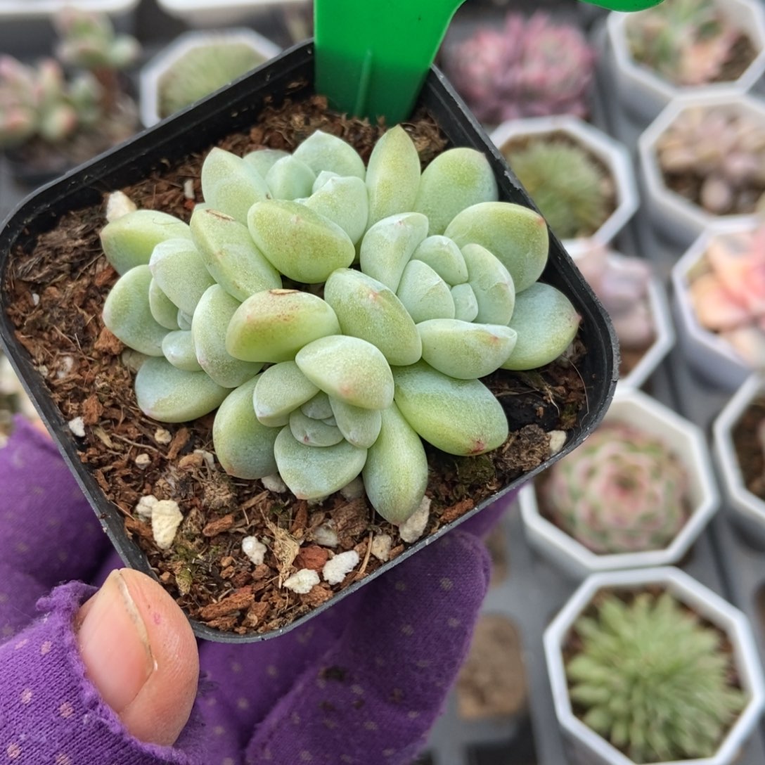 3122冰玉多肉植物