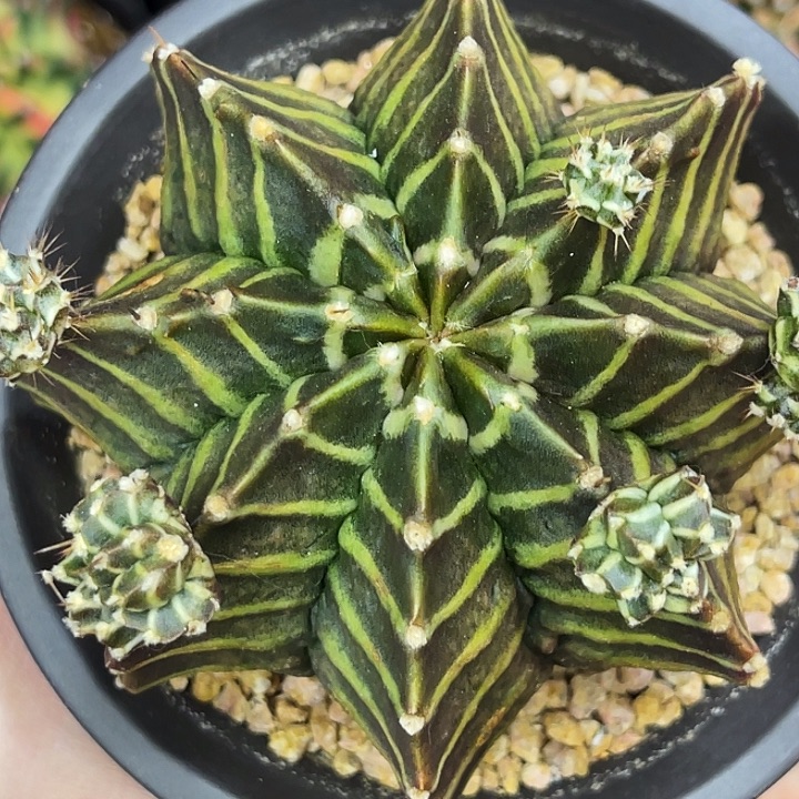 黑骑士 母本不出出侧