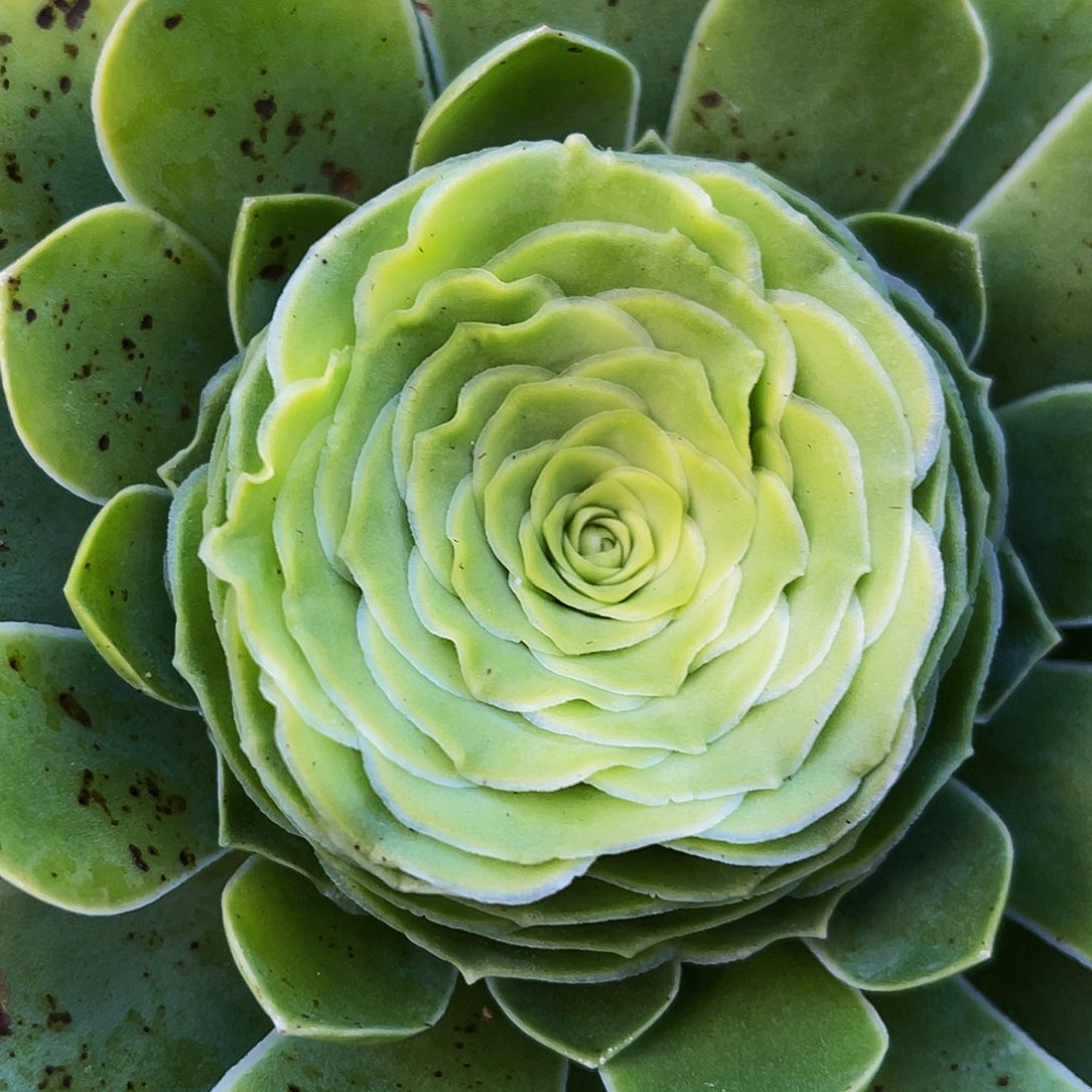 阿斯诺波浪 非偏远包邮 多肉