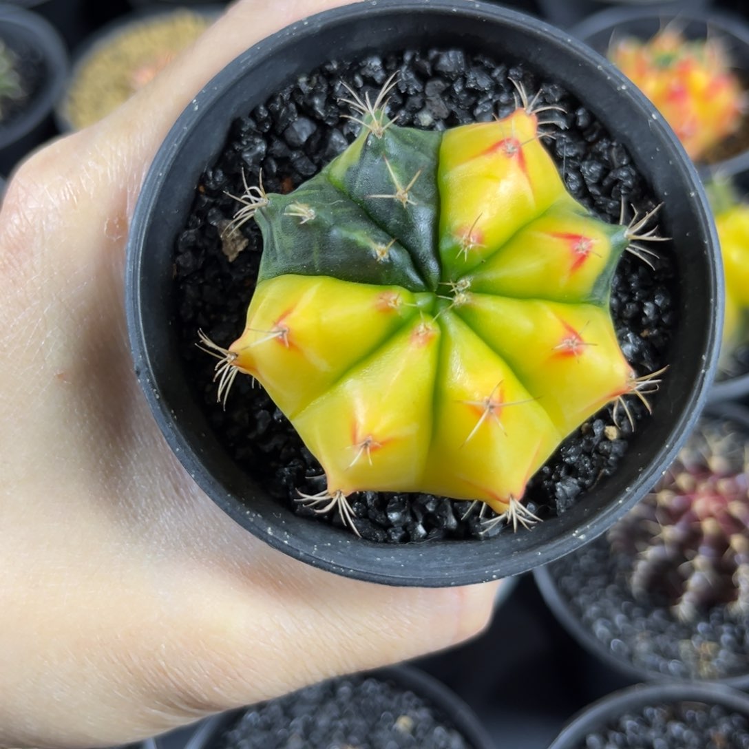 奶黄-^^^^^^——————