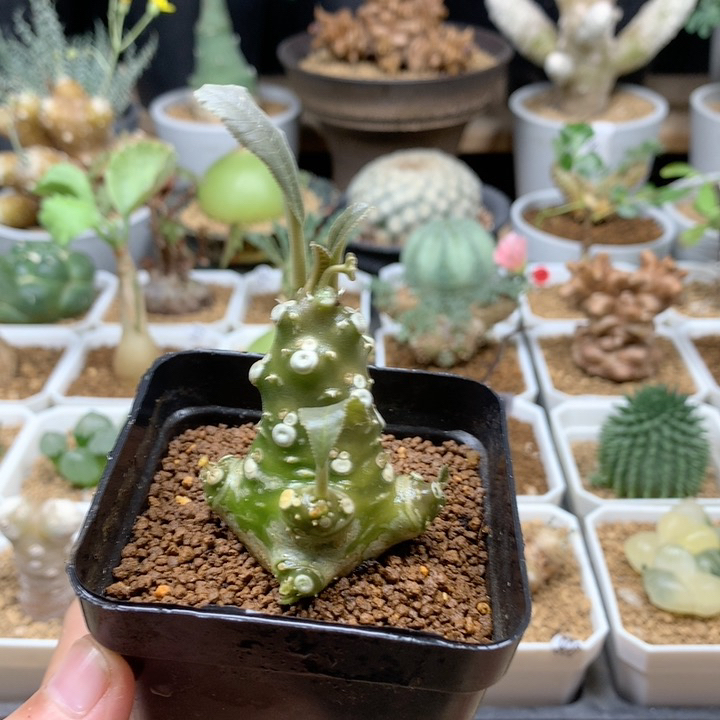白皮琉桑母本带盆