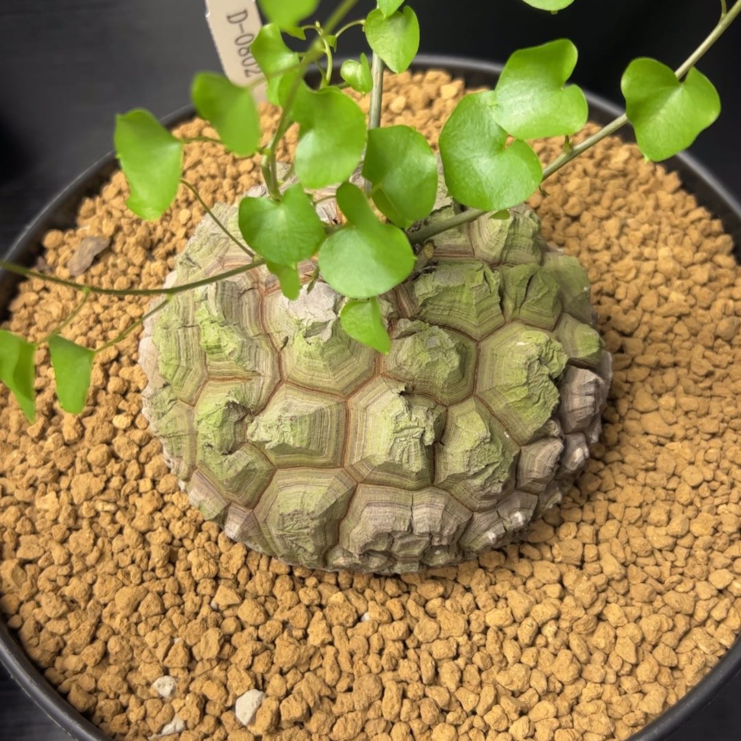 精品盆栽养定的龟甲龙0802号