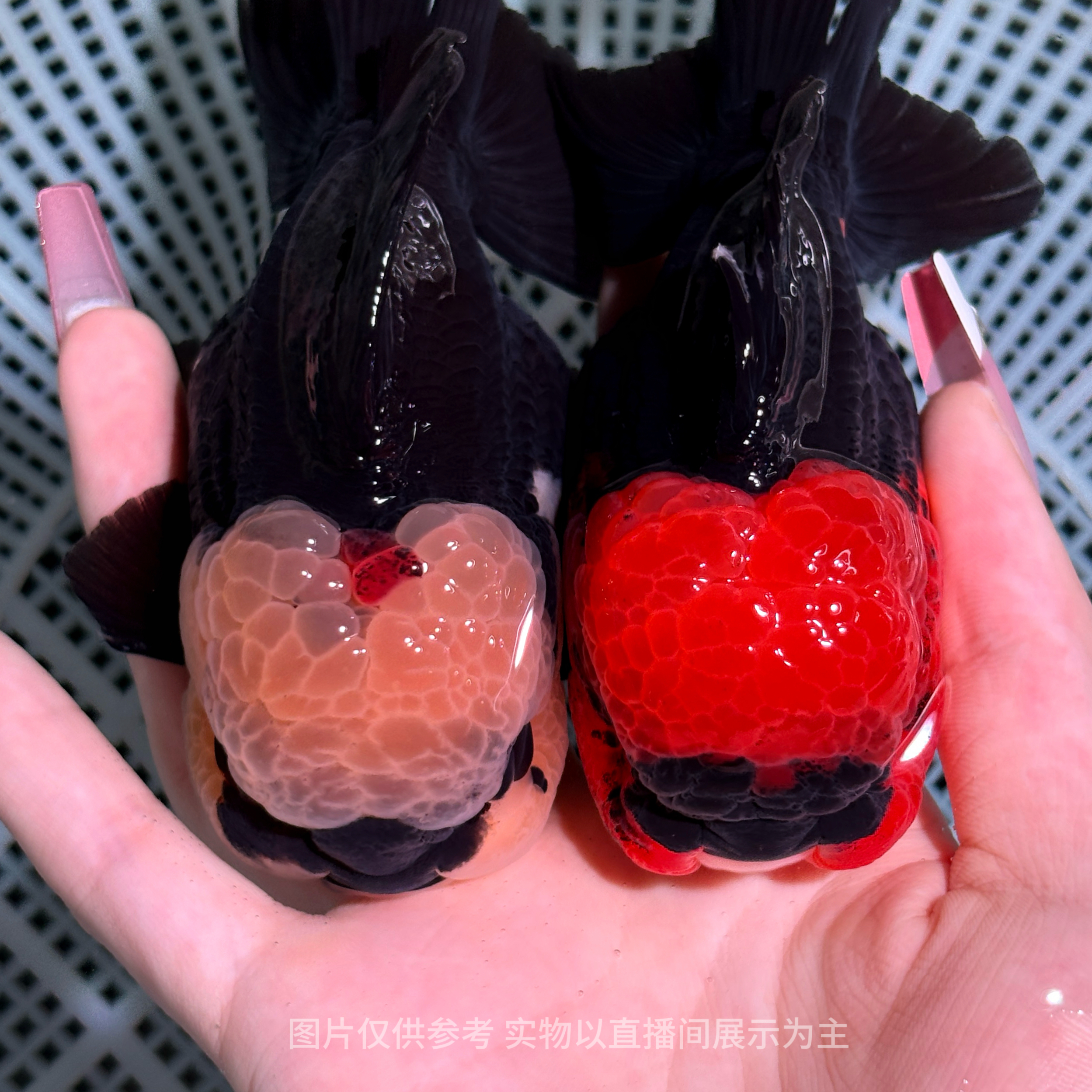 【小容金鱼】原泰玛丽泰狮将军泰狮兰寿金鱼观赏鱼活体 直播间选鱼