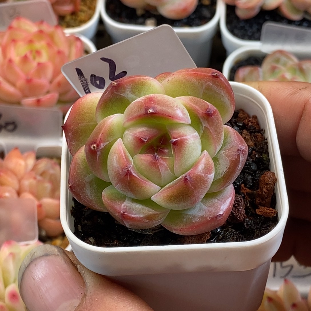 天官赐福百无禁忌