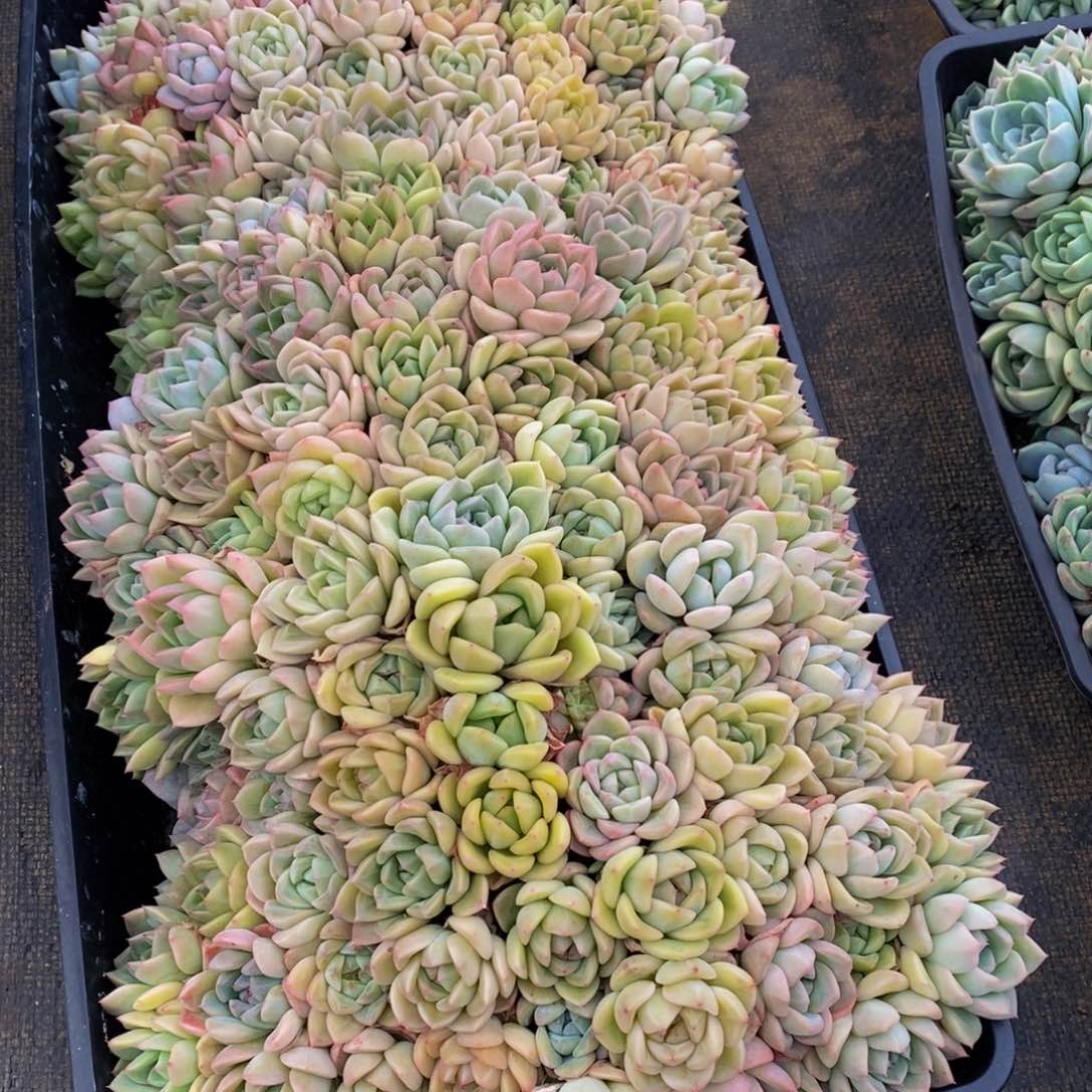 冰*438的人生态度是一种态度，我