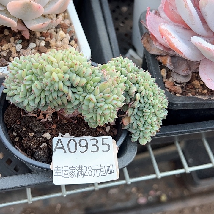 幸运的是我的朋友