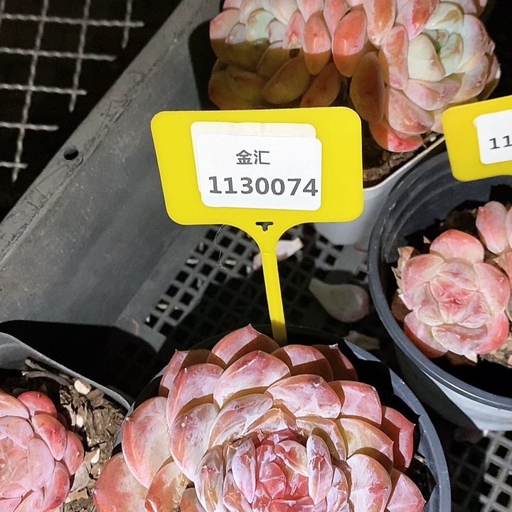 福利多多。1130074