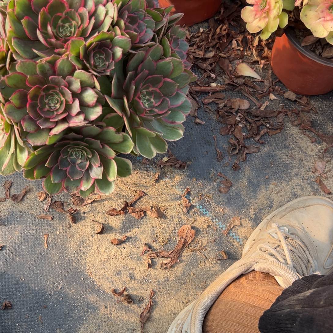 一***玖813黑魔锦多肉植物法师