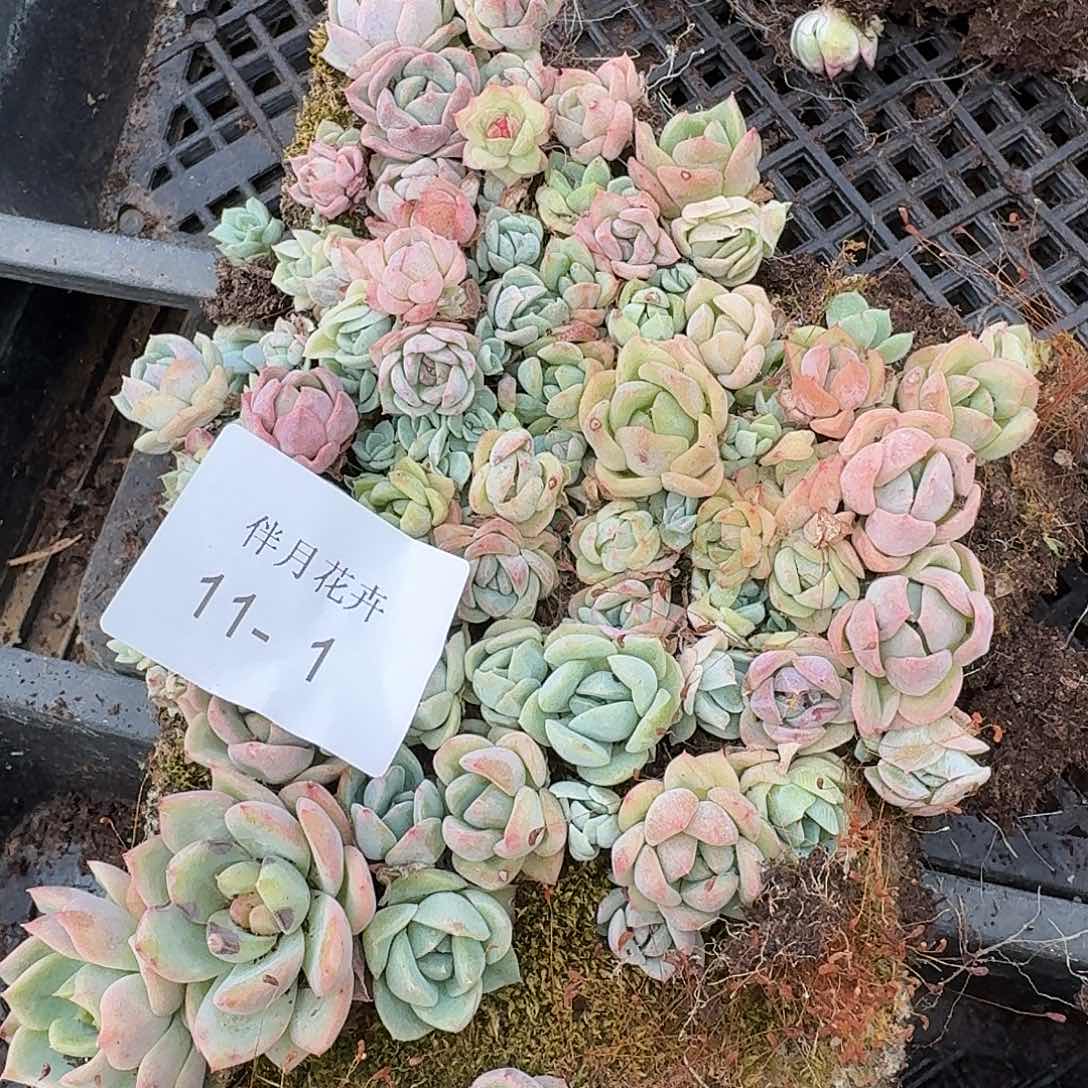 糖心切糕一份量拍11-1加生病边上珍妮脱土两颗
