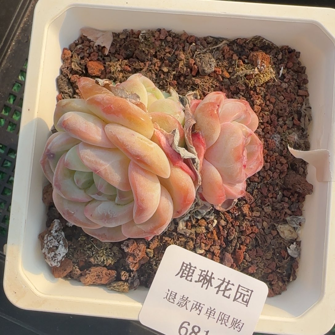 闪购精品多肉681号