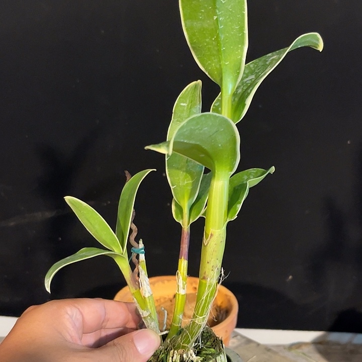 当前无花朵，栽培后可花朵1317龙飞凤舞