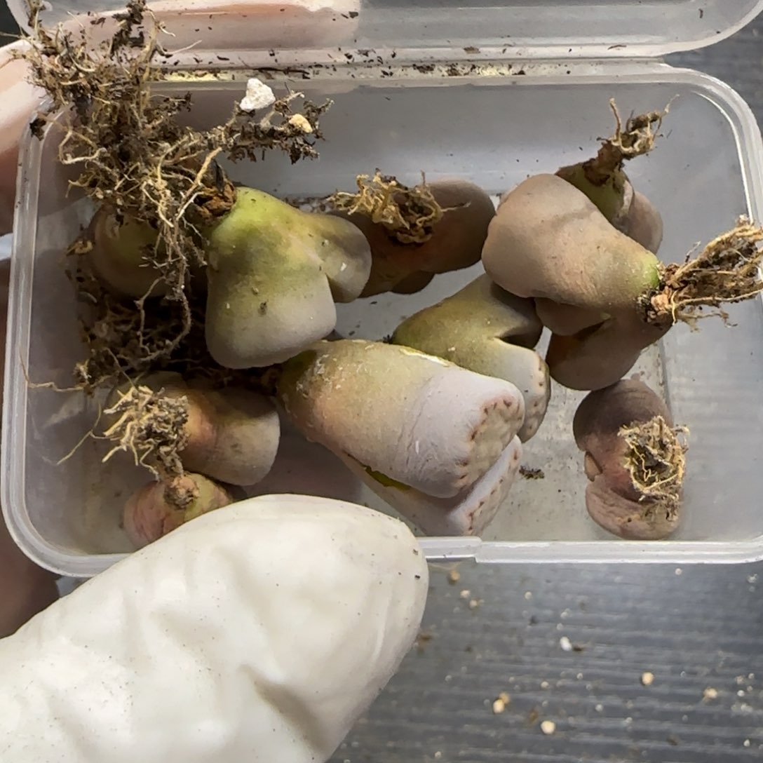 芝**圆2。9。7020。饼干。10。