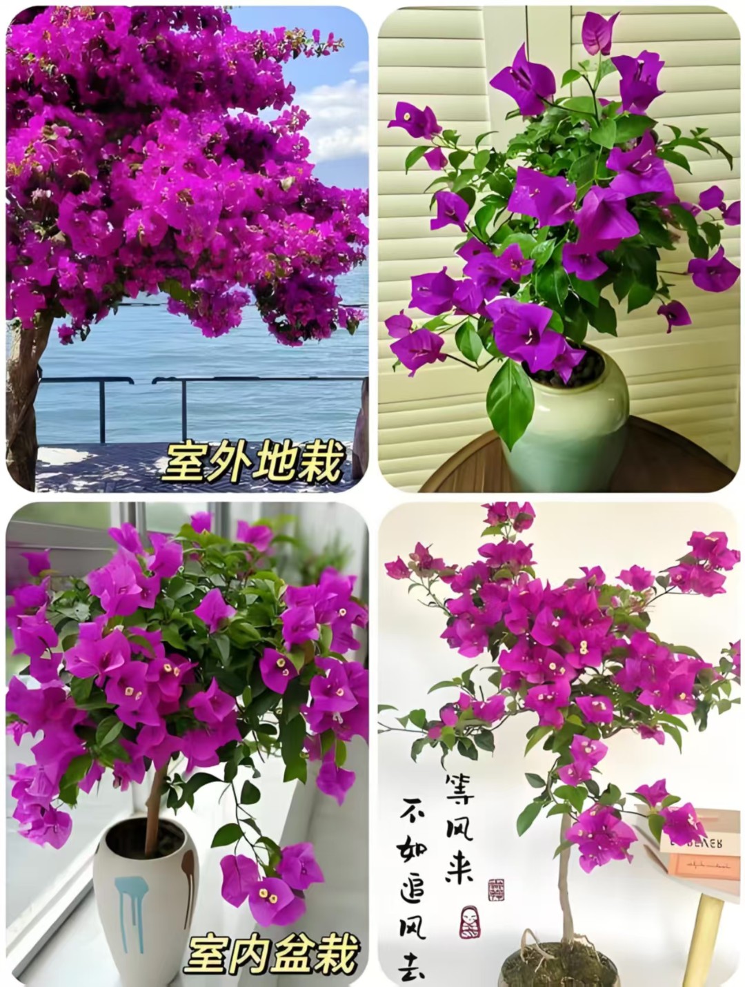 云南紫三角梅（一物一拍）温度高运输过程中容易掉花落叶介意慎拍