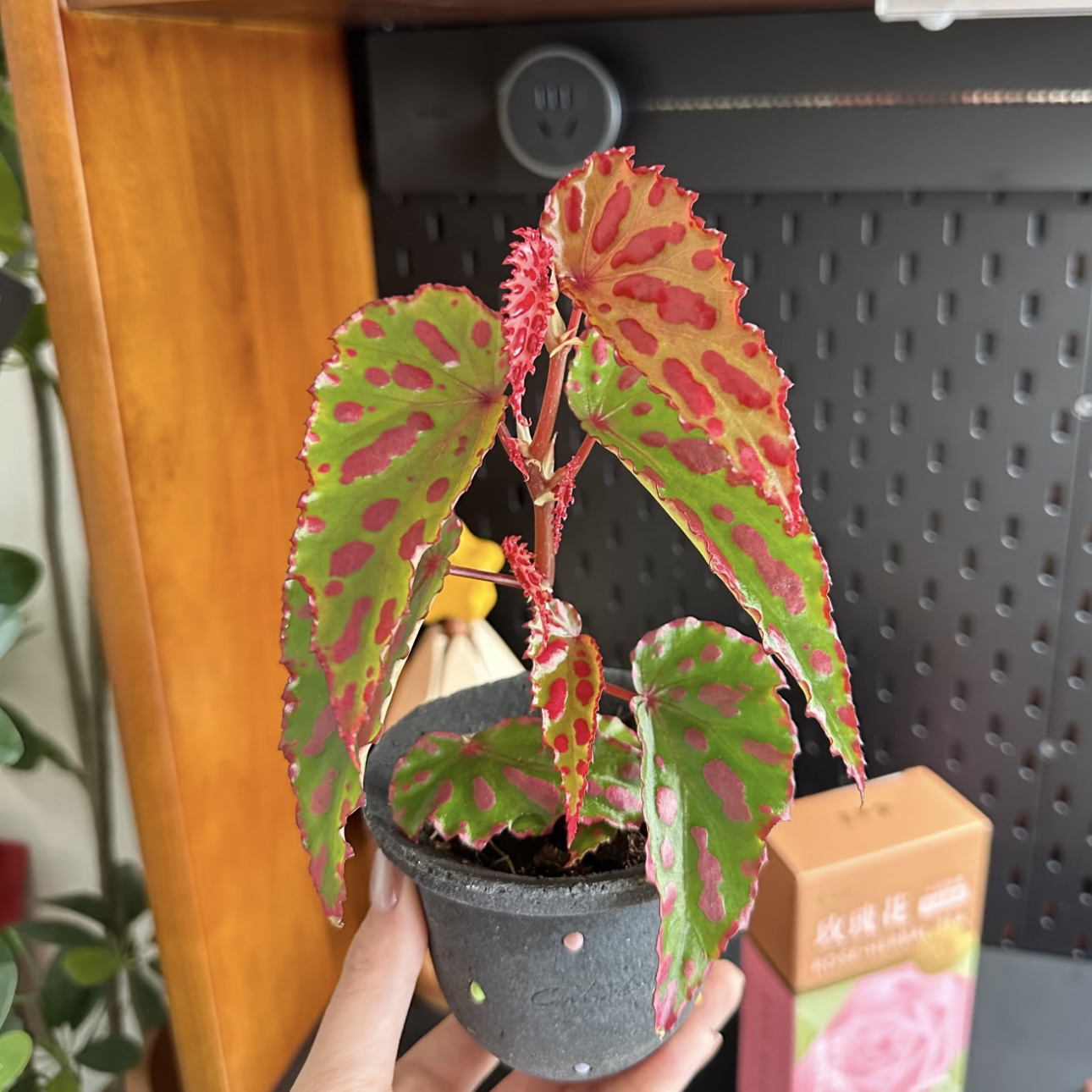 小方杯【粉色熔岩·秋海棠】花卉盆栽植物木本好看好养