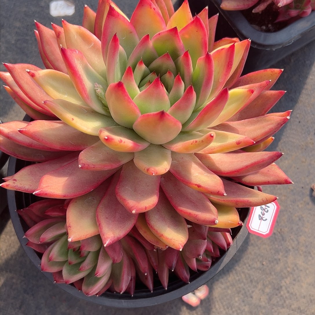 p****t超级弗兰克多肉1808